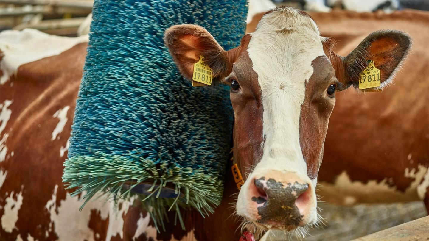 over-ons-boeren-koeien-welzijn